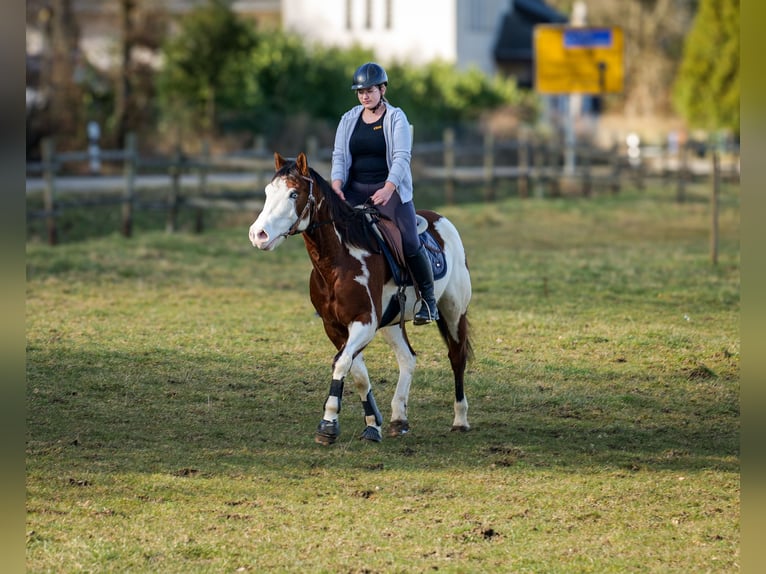 Paint Horse Caballo castrado 10 años 155 cm Overo-todas las-capas in Neustadt (Wied)