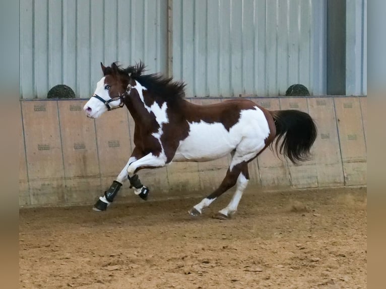 Paint Horse Caballo castrado 10 años 155 cm Overo-todas las-capas in Neustadt (Wied)