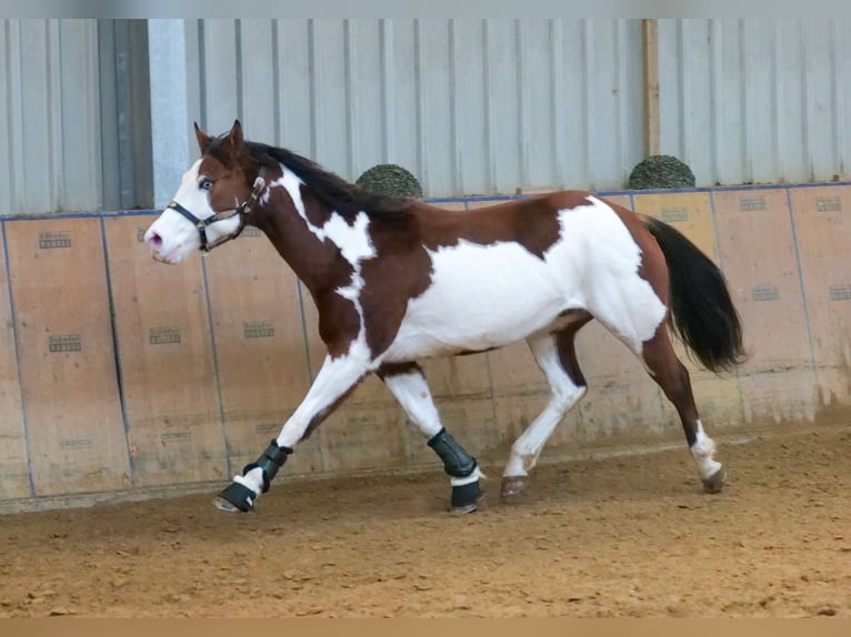 Paint Horse Caballo castrado 10 años 155 cm Overo-todas las-capas in Neustadt (Wied)