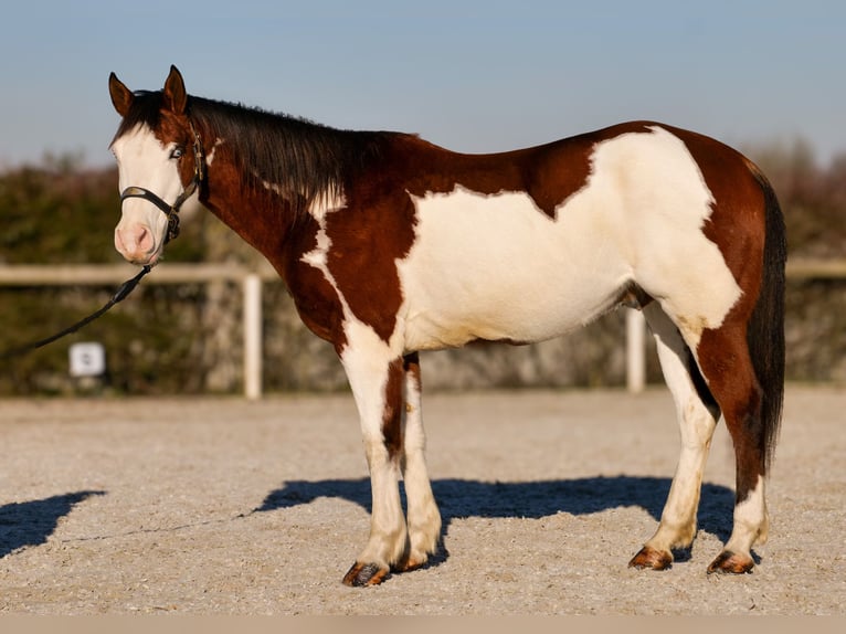 Paint Horse Caballo castrado 10 años 155 cm Overo-todas las-capas in Neustadt (Wied)