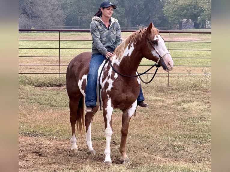 Paint Horse Caballo castrado 10 años 155 cm Overo-todas las-capas in Weatherford, TX