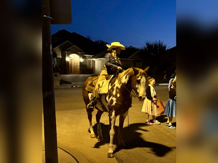 Paint Horse Caballo castrado 10 años 155 cm Overo-todas las-capas in Weatherford, TX