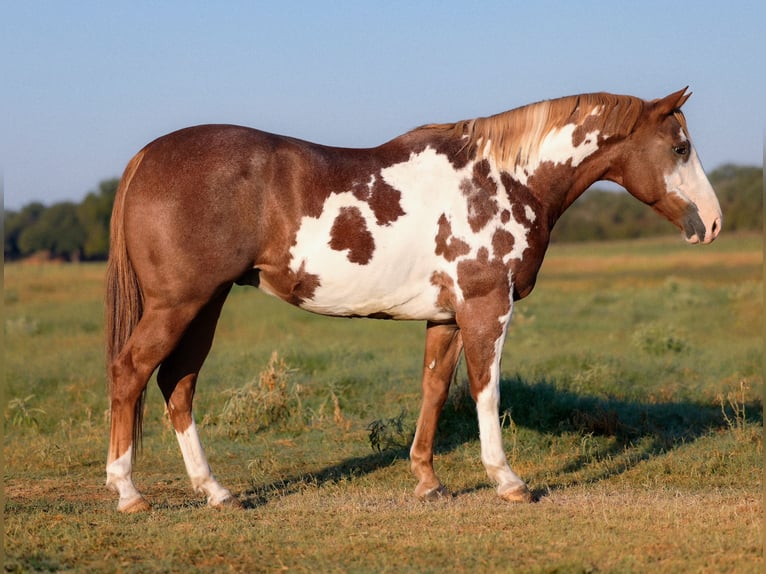 Paint Horse Caballo castrado 10 años 155 cm Overo-todas las-capas in Weatherford, TX