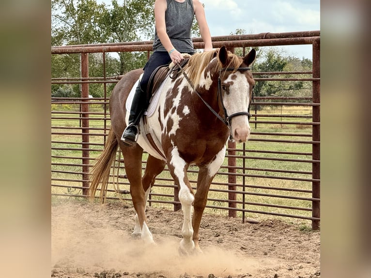 Paint Horse Caballo castrado 10 años 155 cm Overo-todas las-capas in Weatherford, TX