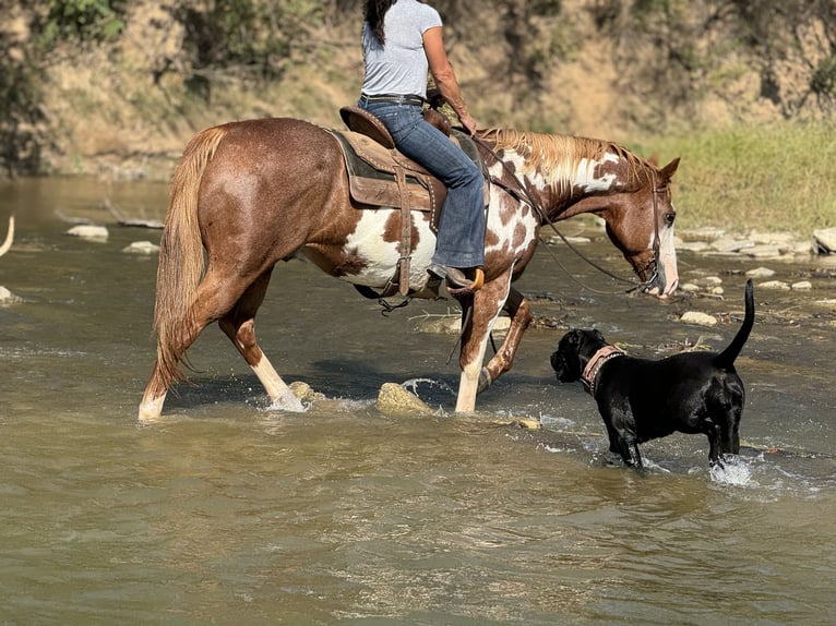 Paint Horse Caballo castrado 10 años 155 cm Overo-todas las-capas in Weatherford, TX