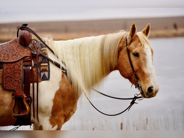Paint Horse Caballo castrado 10 años 155 cm Pío in Valley Springs
