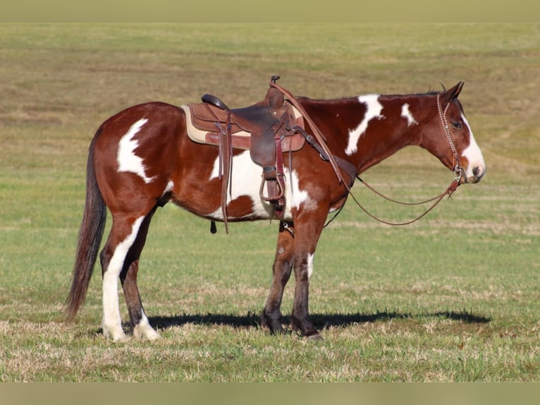 Paint Horse Caballo castrado 10 años 155 cm in Clarion, PA