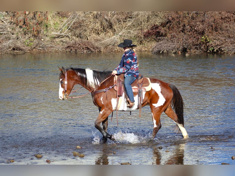 Paint Horse Caballo castrado 10 años 155 cm in Clarion, PA