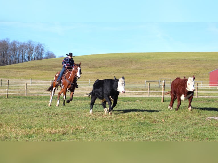 Paint Horse Caballo castrado 10 años 155 cm in Clarion, PA