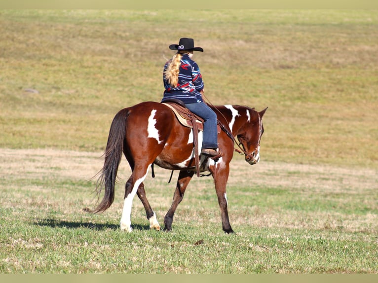 Paint Horse Caballo castrado 10 años 155 cm in Clarion, PA