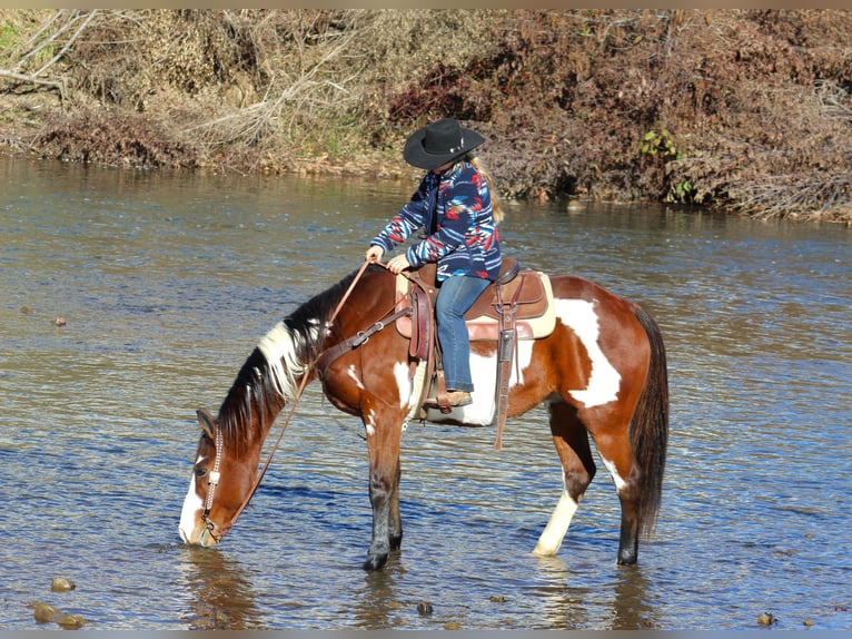 Paint Horse Caballo castrado 10 años 155 cm in Clarion, PA