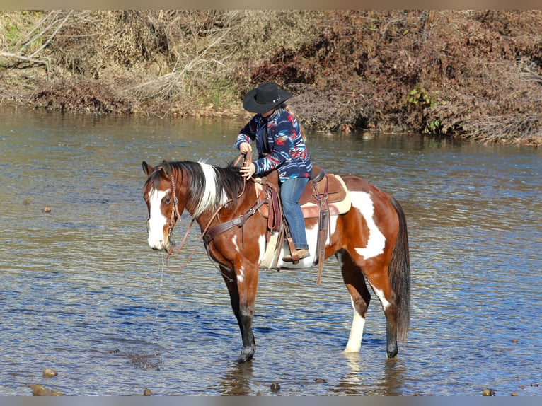 Paint Horse Caballo castrado 10 años 155 cm in Clarion, PA