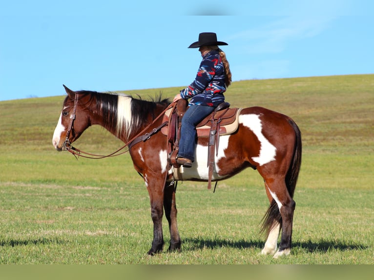 Paint Horse Caballo castrado 10 años 155 cm in Clarion, PA