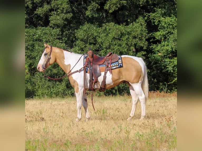 Paint Horse Mestizo Caballo castrado 10 años 155 cm in Pilot Point, TX