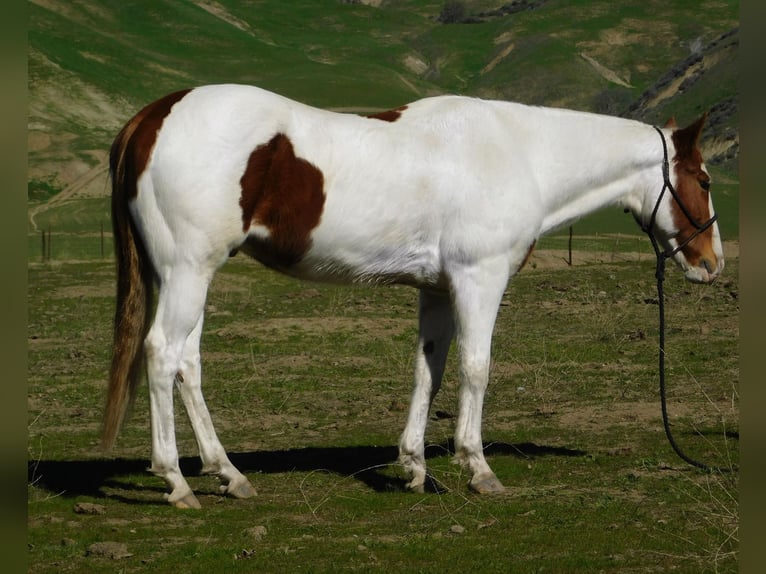 Paint Horse Caballo castrado 10 años 155 cm Tobiano-todas las-capas in Gielding