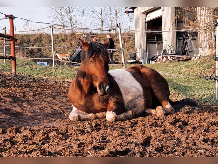 Paint Horse Caballo castrado 10 años 156 cm Pío in Speichersdorf