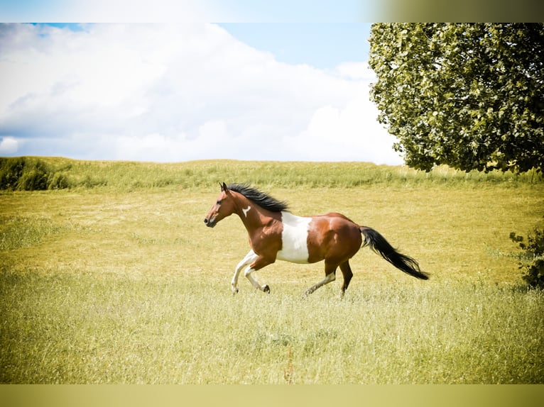 Paint Horse Caballo castrado 10 años 156 cm Pío in Speichersdorf