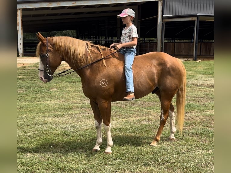 Paint Horse Caballo castrado 10 años 157 cm Alazán rojizo in Dennis, TX