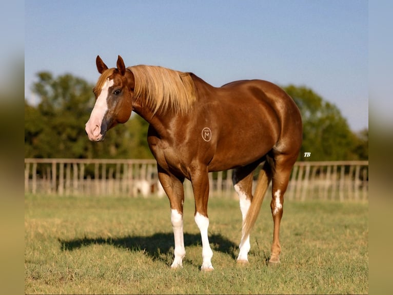 Paint Horse Caballo castrado 10 años 157 cm Alazán rojizo in Dennis, TX