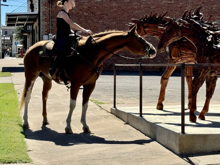 Paint Horse Caballo castrado 10 años 157 cm Alazán rojizo in Dennis, TX