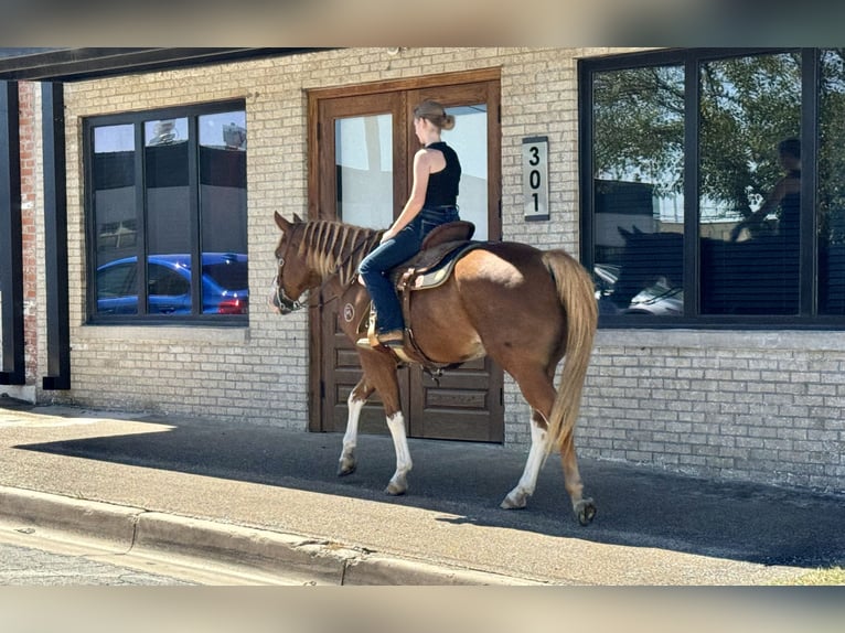 Paint Horse Caballo castrado 10 años 157 cm Alazán rojizo in Dennis, TX