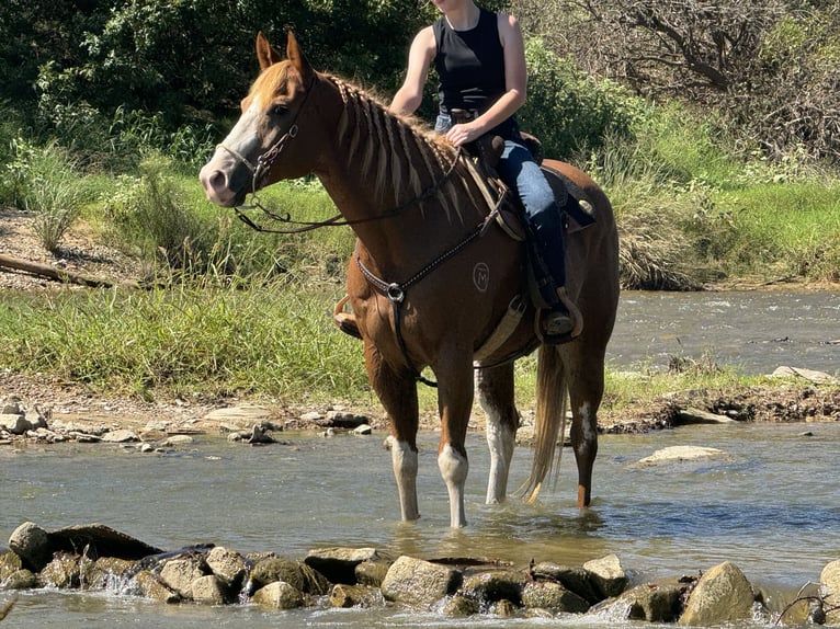 Paint Horse Caballo castrado 10 años 157 cm Alazán rojizo in Dennis, TX