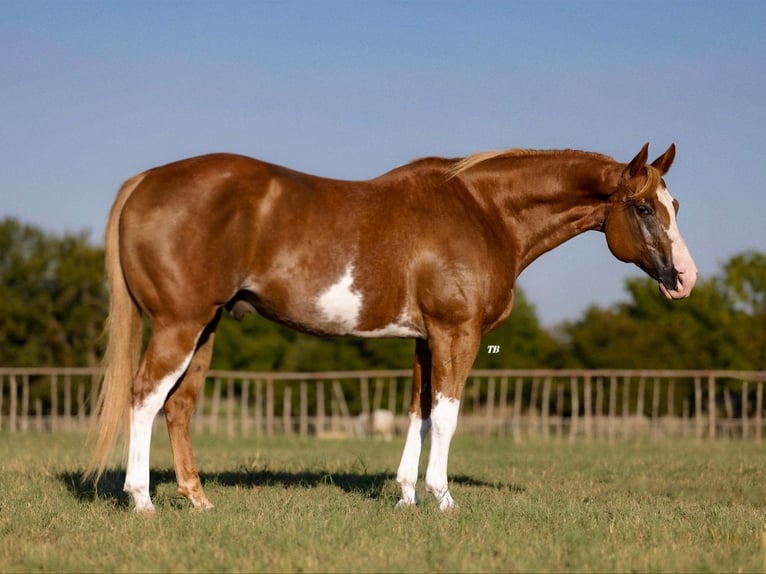 Paint Horse Caballo castrado 10 años 157 cm Alazán rojizo in Dennis, TX