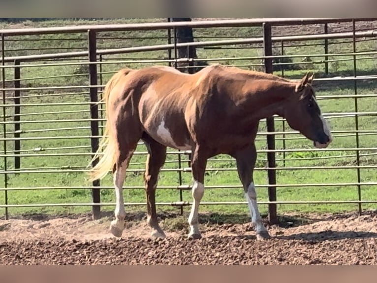 Paint Horse Caballo castrado 10 años 157 cm Alazán rojizo in Dennis, TX