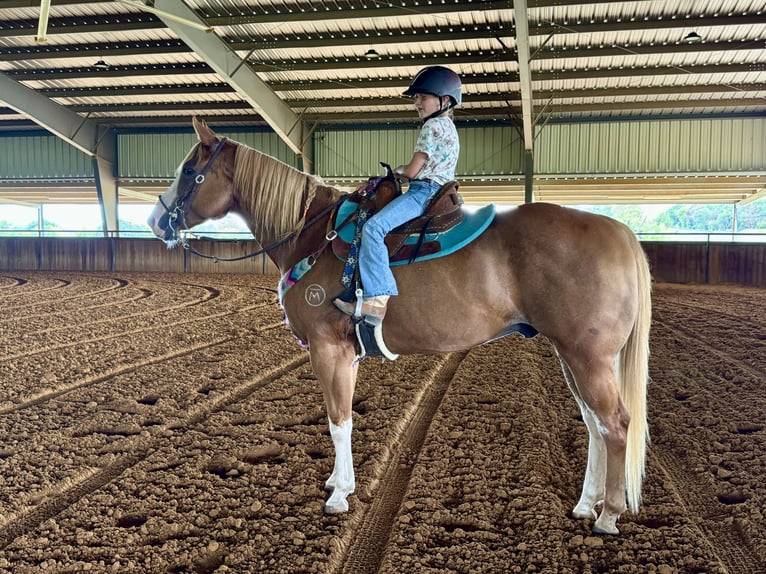 Paint Horse Caballo castrado 10 años 157 cm Alazán rojizo in Dennis, TX