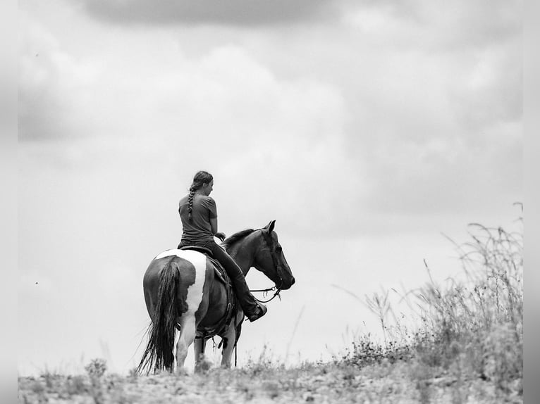Paint Horse Mestizo Caballo castrado 10 años 157 cm in Auburn, KY