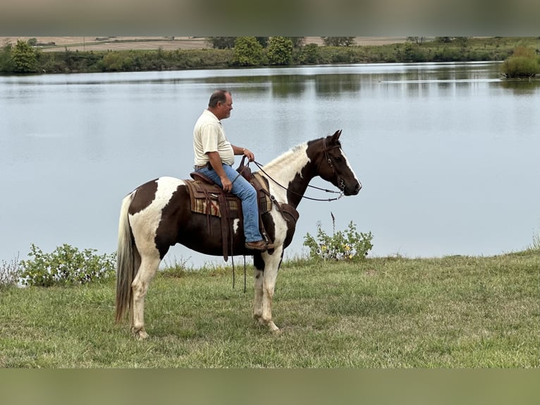 Paint Horse Caballo castrado 10 años 157 cm Pío in Henderson, KY