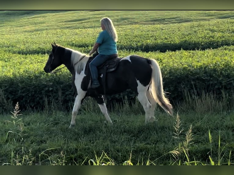 Paint Horse Caballo castrado 10 años 157 cm Pío in Henderson, KY