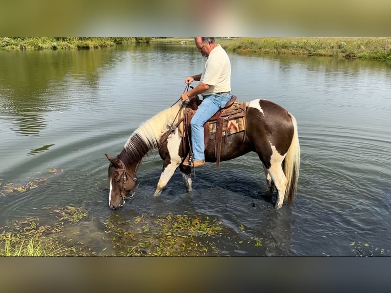 Paint Horse Caballo castrado 10 años 157 cm Pío in Henderson, KY