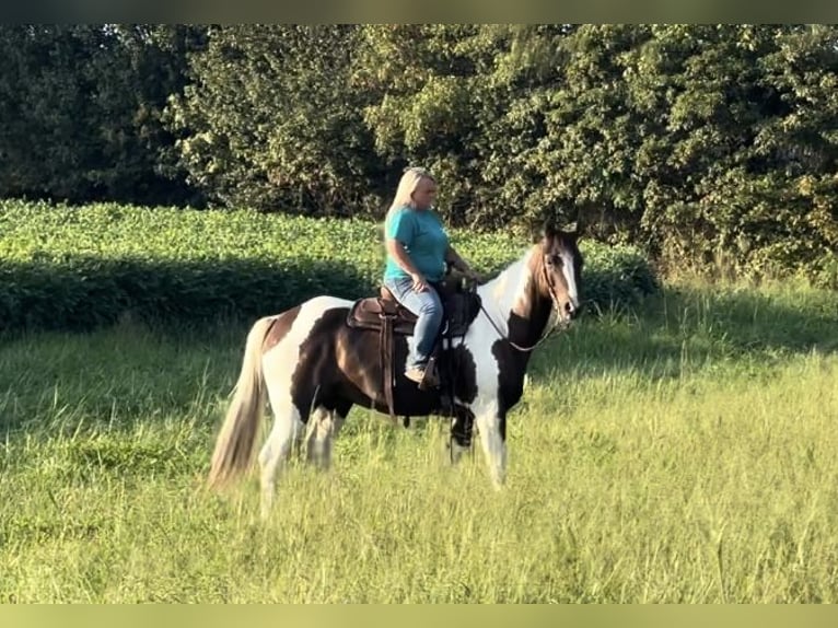 Paint Horse Caballo castrado 10 años 157 cm Pío in Henderson, KY