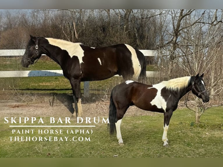 Paint Horse Caballo castrado 10 años 157 cm Tobiano-todas las-capas in Chaska, MN