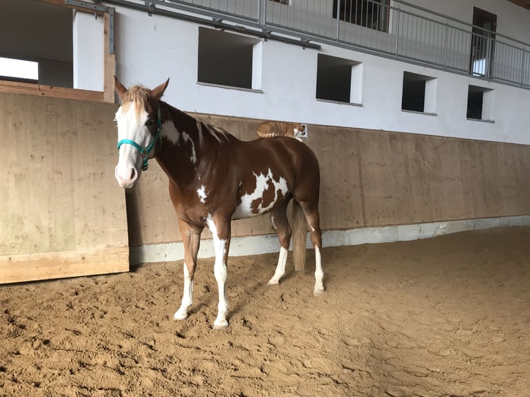 Paint Horse Caballo castrado 10 años 162 cm Overo-todas las-capas in Nesselwang