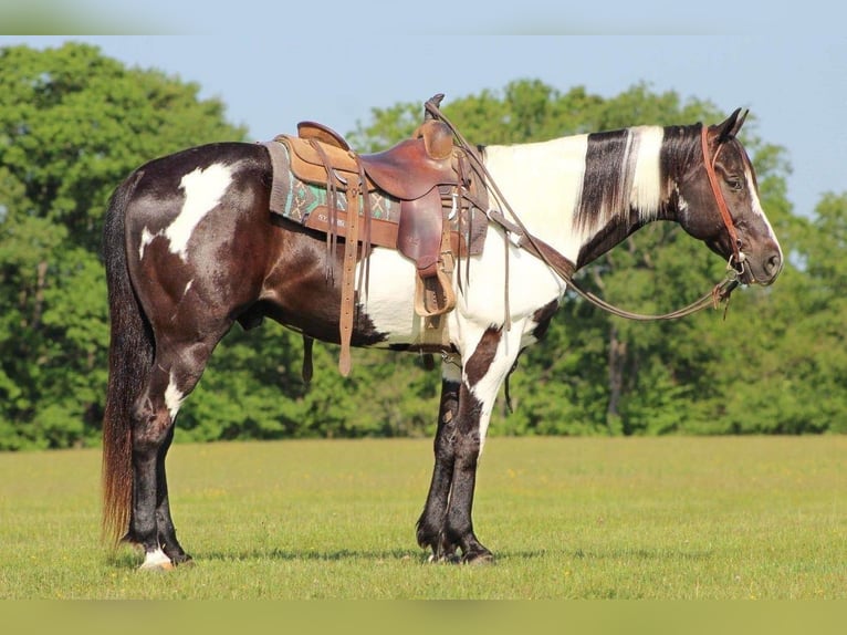 Paint Horse Caballo castrado 10 años in Shippenville, PA