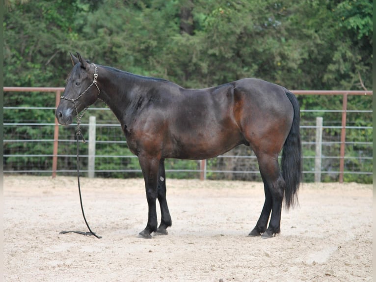 Paint Horse Caballo castrado 10 años Negro in Grapeland tX