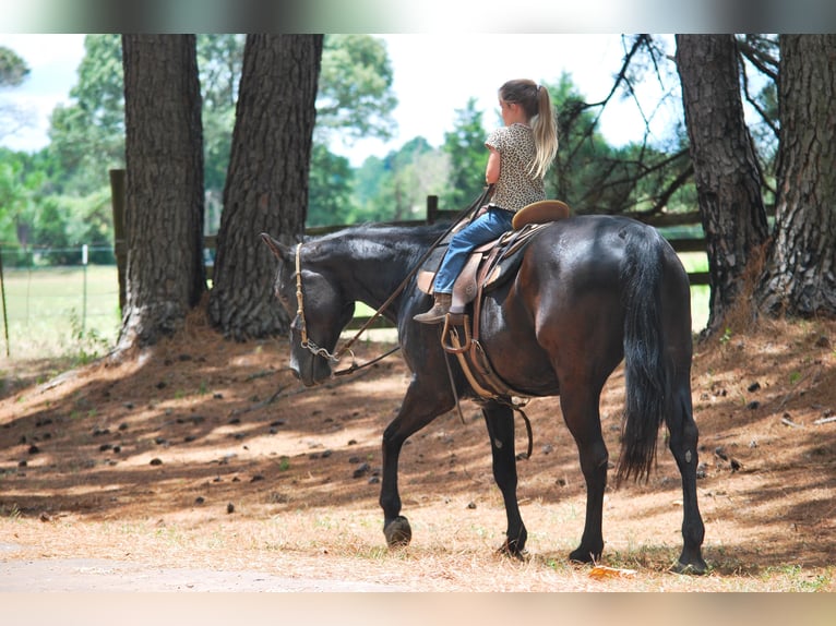 Paint Horse Caballo castrado 10 años Negro in Grapeland tX