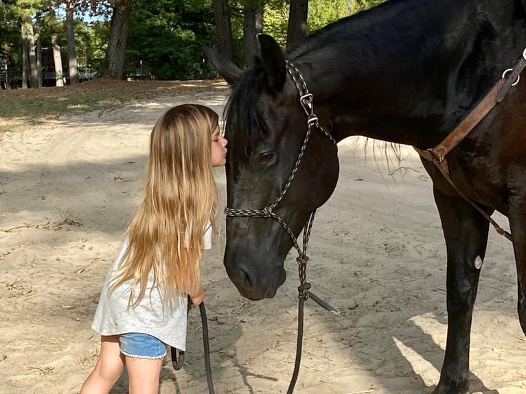 Paint Horse Caballo castrado 10 años Negro in Grapeland tX