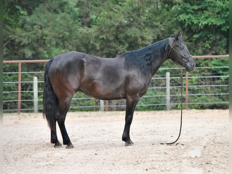 Paint Horse Caballo castrado 10 años Negro in Grapeland tX