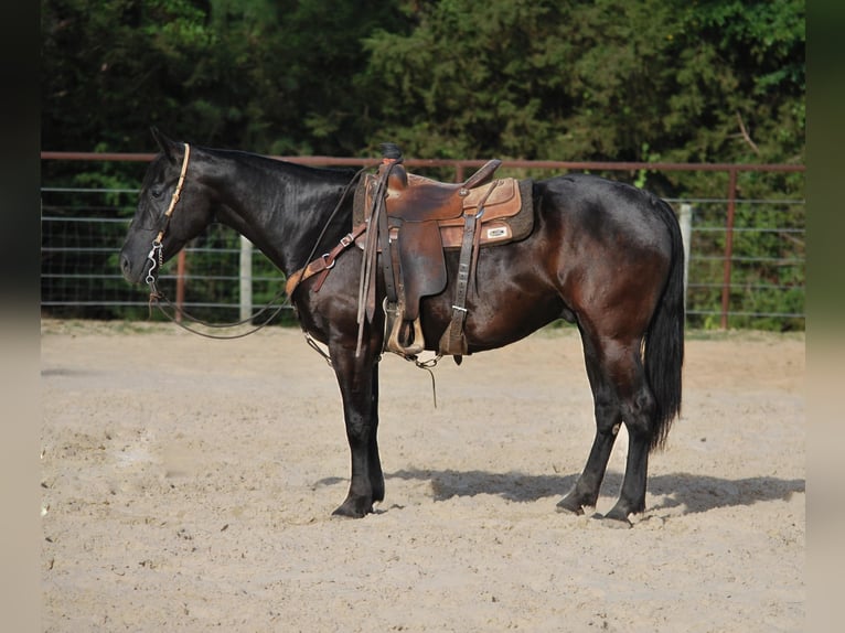 Paint Horse Caballo castrado 10 años Negro in Grapeland tX