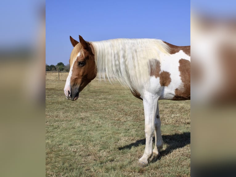 Paint Horse Caballo castrado 10 años Tobiano-todas las-capas in Ravenna Tx