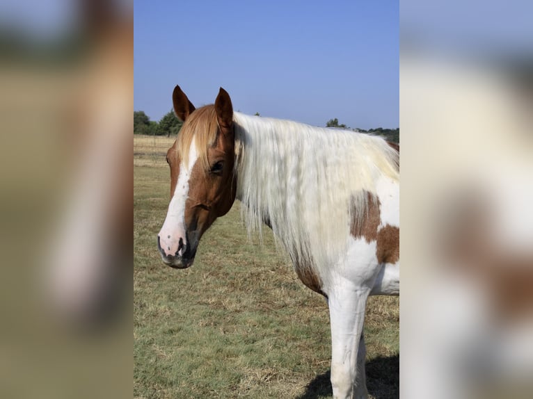 Paint Horse Caballo castrado 10 años Tobiano-todas las-capas in Ravenna Tx