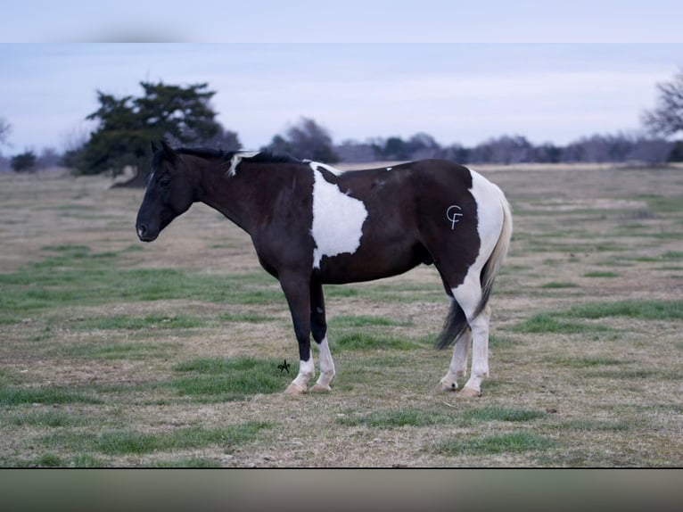 Paint Horse Caballo castrado 11 años 140 cm in Kaufman, TX