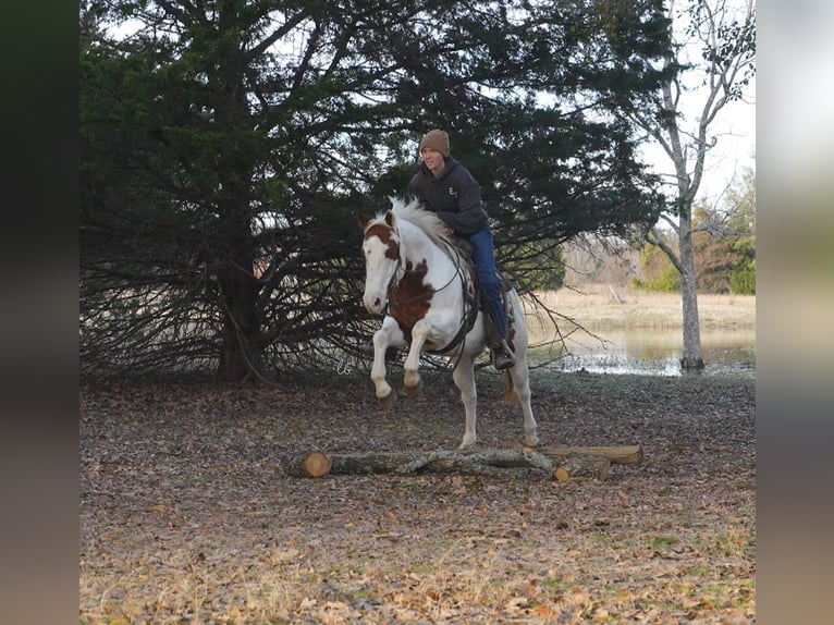 Paint Horse Caballo castrado 11 años 147 cm Alazán rojizo in Terrell