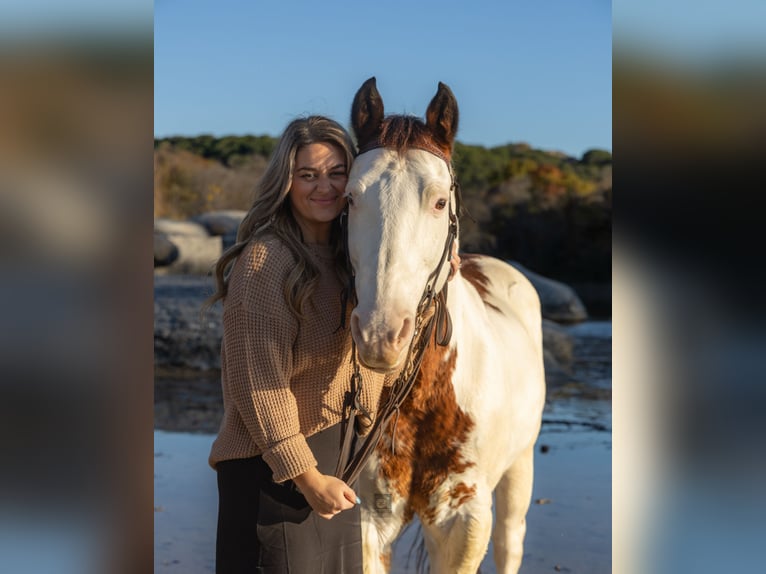 Paint Horse Caballo castrado 11 años 147 cm in Granbury, TX