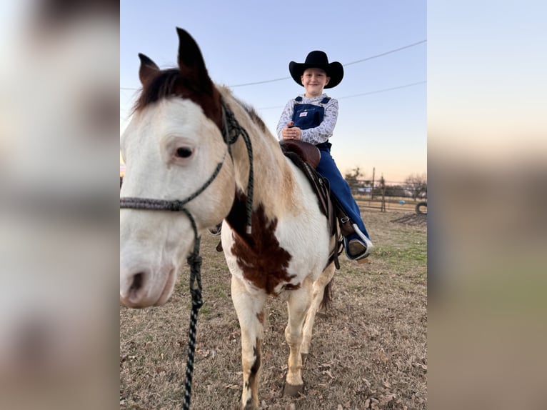 Paint Horse Caballo castrado 11 años 147 cm in Granbury, TX