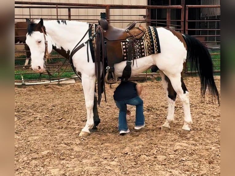 Paint Horse Caballo castrado 11 años 147 cm in Granbury, TX