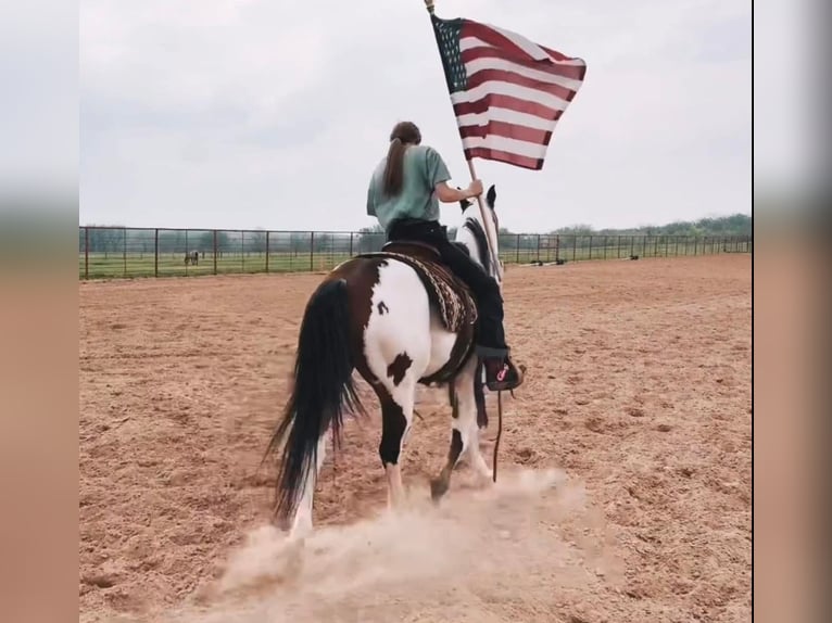 Paint Horse Caballo castrado 11 años 147 cm in Granbury, TX